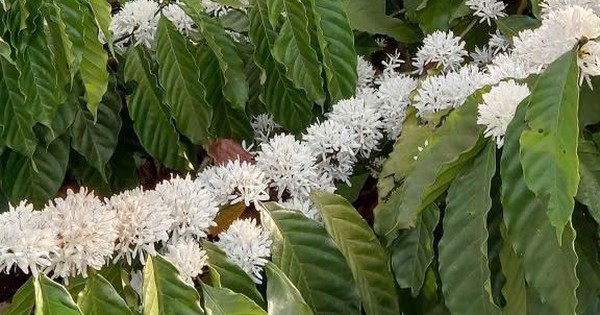 Hương cà phê trong tôi