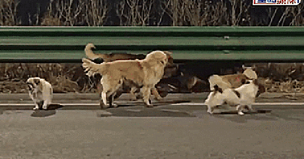 Video: Cảm động hình ảnh 7 chú chó bị trộm bắt cùng trốn thoát, dìu nhau về nhà