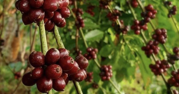 Vàng đen nơi quê ngoại