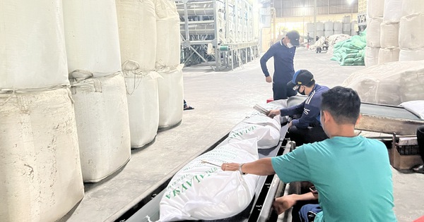 Ổn định thị trường lúa gạo