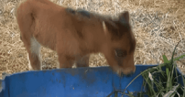 Lộ diện “bé ngựa lùn Cacao” ở Thảo Cẩm Viên Sài Gòn