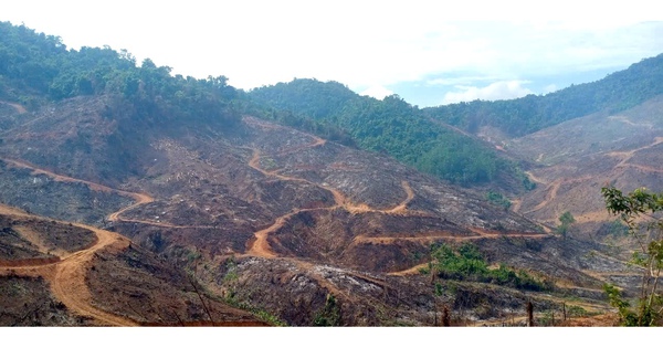 Rừng vẫn "chảy máu": Phá gần 100 ha rừng để trồng cây keo lai