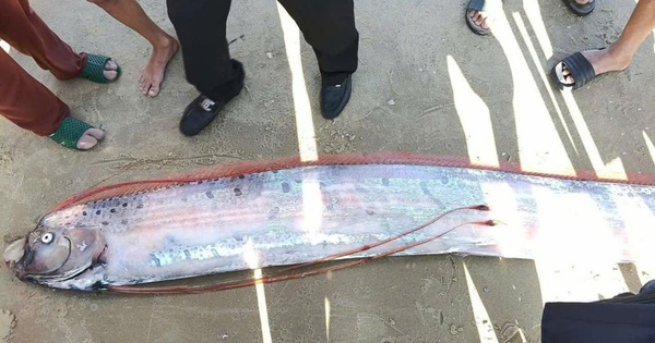 Cá Mái chèo dài gần 4 m dạt vào bờ biển ở Lâm Đồng, người hiếu kỳ vây quanh