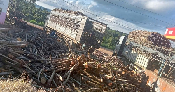 RỪNG VẪN "CHẢY MÁU": Căng mình nơi biên giới