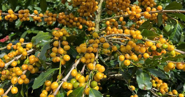 Cà phê Cầu Đất: Sự kết tinh từ đất lành