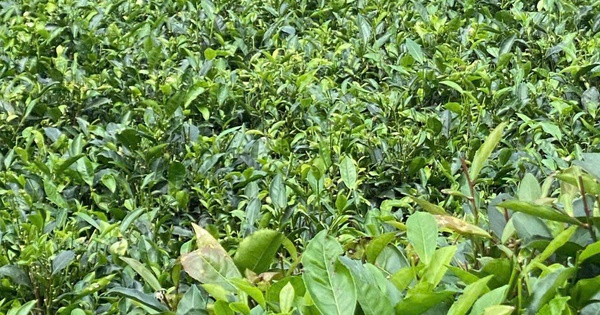 Lan man… trà Việt