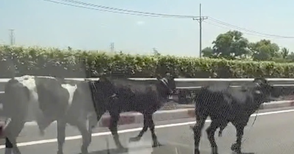 Đã rõ lý do vì sao 4 con bò đi vào được cao tốc TPHCM - Long Thành