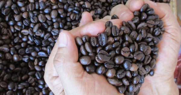 Giá cà phê hôm nay 24-3: Hạ nhiệt