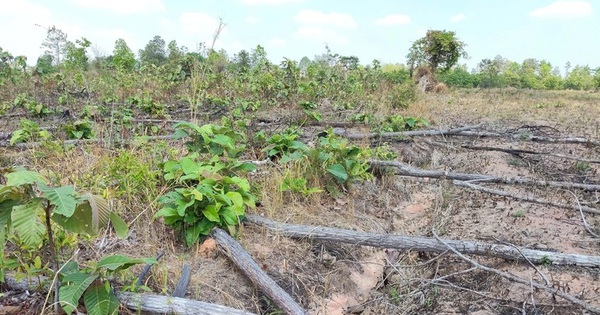 Khởi tố vụ hủy hoại 8 ha rừng tại khu vực biên giới Gia Lai
