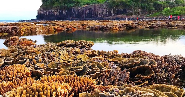 Quảng Ngãi muốn "đánh thức" du lịch lặn biển, ngắm san hô ở 2 hòn đảo nhỏ ven bờ