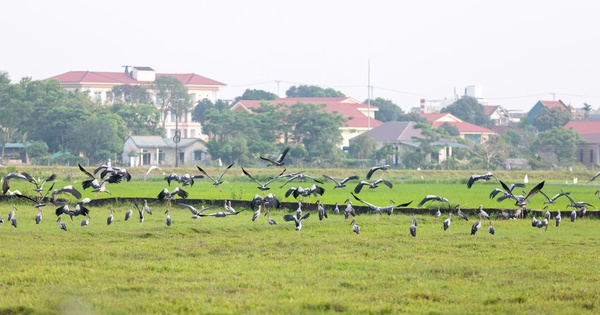 Đàn cò quý hiếm xuất hiện trên đồng ruộng Quảng Trị