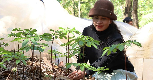 Mùa sâm Ngọc Linh "thức giấc"