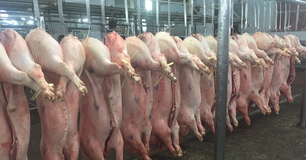 Giá heo hơi hôm nay, 27-3: Tiếp tục giảm ở khu vực miền Bắc