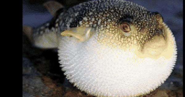 VIDEO: Bác sĩ đưa ra cảnh báo về việc ngộ độc khi ăn cá lóc mít