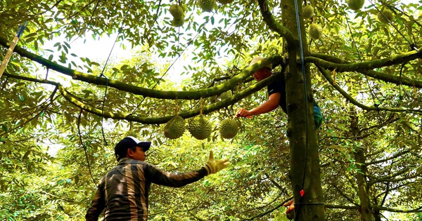 Gõ sầu riêng kiếm tiền triệu