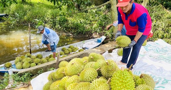 Sau lập đỉnh, giá sầu riêng quay đầu giảm mạnh