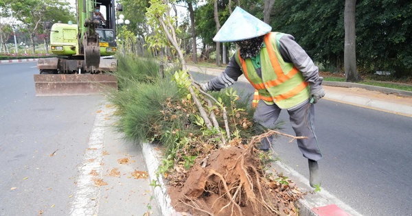 Lý do nhổ hàng ngàn cây huỳnh liên trên cung đường đẹp bậc nhất vào Vũng Tàu