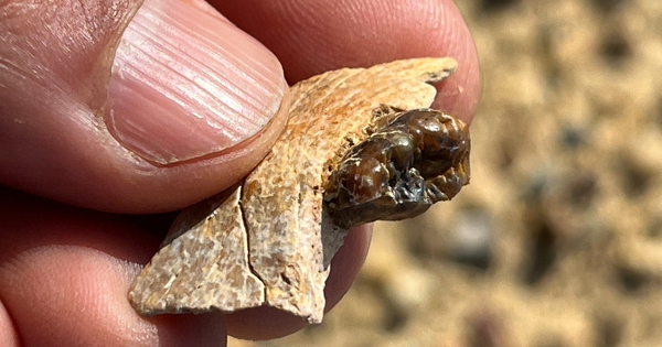 Sinh vật lạ ở Ai Cập vừa làm thay đổi lịch sử loài người