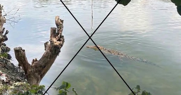 Thông tin lan truyền “cá sấu xuất hiện trên sông Chắc Băng”: Tạo ảnh bằng AI để mẹ dọa em gái!