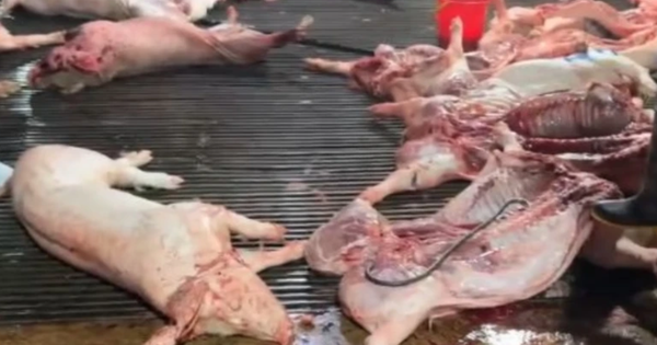 Nhức nhối heo bệnh tuồn ra thị trường, Thủ tướng chỉ đạo chấn chỉnh kiểm soát giết mổ