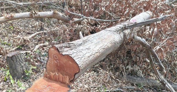 Gia Lai yêu cầu xác minh, làm rõ vụ phá rừng tại xã Ia Púch