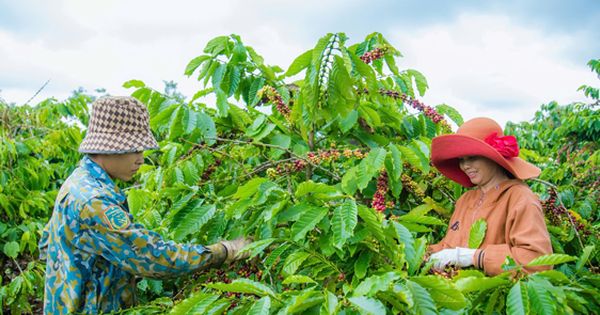 Không thể mãi xuất khẩu cà phê thô