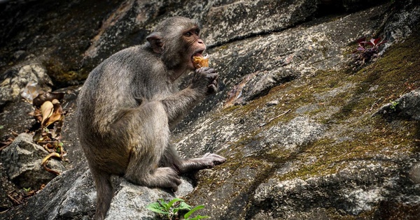 Du khách phớt lờ khuyến cáo không cho khỉ ăn ở Sơn Trà