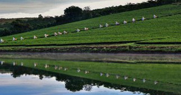 Việt hóa trà Ô long và nâng tầm ra thế giới