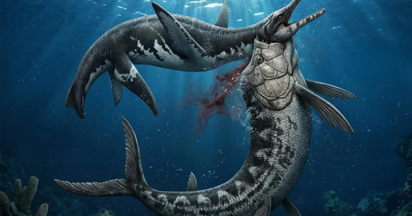 Mỹ: Xà đầu long 80 triệu tuổi lộ diện với "vật lạ" trong cổ