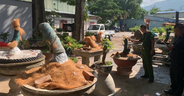 Trồng trong vườn nhà, vì sao 42 cây mai kiểng vẫn bị tịch thu?