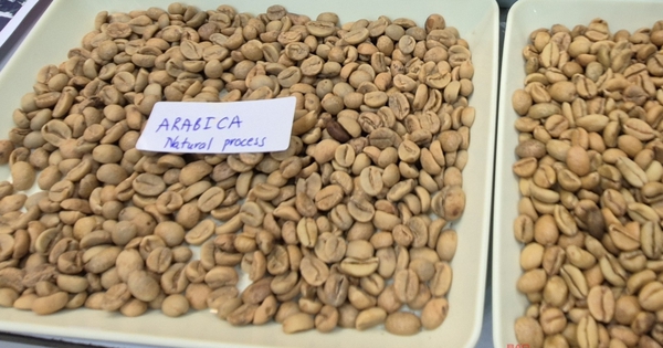 Giá cà phê hôm nay 11-4: Arabica bật tăng, Việt Nam vượt Brazil về xuất khẩu