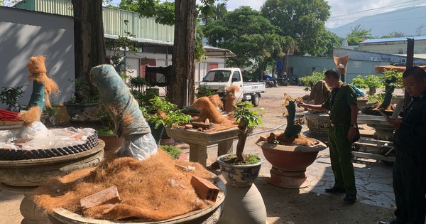 Vụ 42 gốc mai vàng 