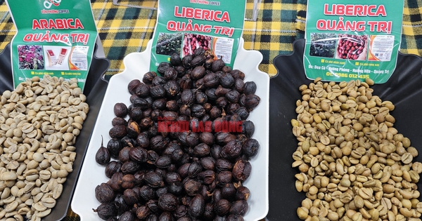 Giá cà phê hôm nay 12-4: Robusta thủng đáy, tương lai thế nào?