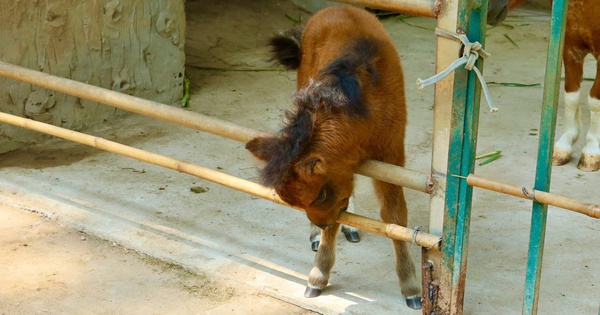 Ngựa lùn Cacao khỏe mạnh sau 1 tháng tuổi tại Thảo Cầm Viên