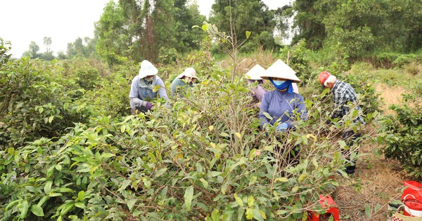 TPHCM đẩy mạnh đào tạo nghề nông nghiệp cho 1.680 lao động năm 2026