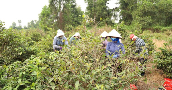 TPHCM đẩy mạnh đào tạo nghề nông nghiệp cho 1.680 lao động năm 2026