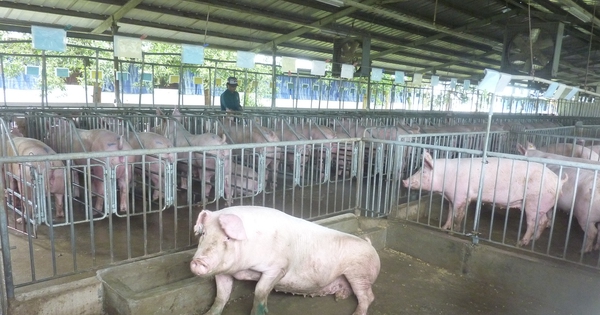 Giá heo hơi hôm nay, 14-4: Bật tăng ở chợ đầu mối