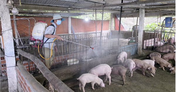 Cần Thơ phát hiện dịch tả heo châu Phi tại 4 xã, phường