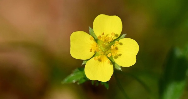 Một loài hoa dại có thể là “vũ khí siêu hạng” cho y học