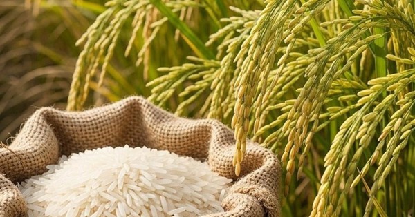 Thông tin quan trọng về cuộc thi gạo ngon vùng ĐBSCL