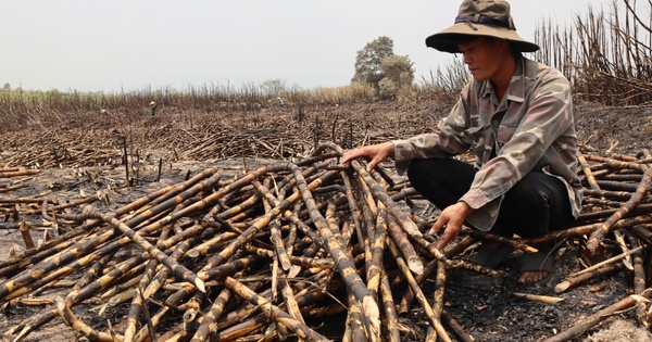 Nông dân chết lặng nhìn ruộng mía 28 ha bất ngờ bị cháy rụi