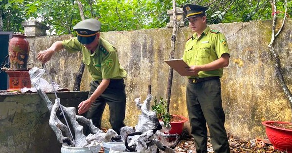Kiểm lâm Thanh Hóa xử lý cây muội hồng thu giữ như thế nào?