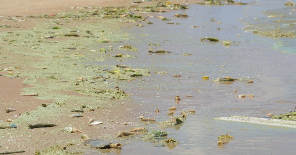 Kết luận nguyên nhân nước biển Bãi Sau Vũng Tàu đổi màu đỏ, xanh