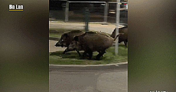 Robot “Edward” đuổi lợn rừng: Chạy hết pin vẫn không đuổi kịp