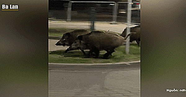 Robot hình người Edward đuổi lợn rừng: Chạy hết pin vẫn không đuổi kịp