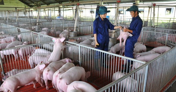 Giá heo hơi hôm nay, 16-4: Khu vực phía Nam có biến động