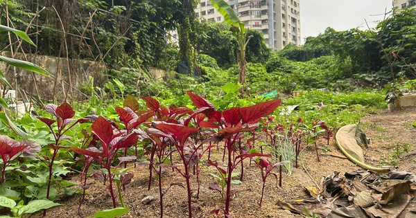 VIDEO: Dự án chậm tiến độ, người dân trồng rau, chuối trên "đất vàng" ở Hà Nội