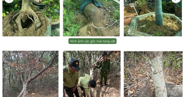 Vụ tịch thu 42 gốc mai ở Côn Đảo: Kiểm lâm trả lại 21 gốc cây