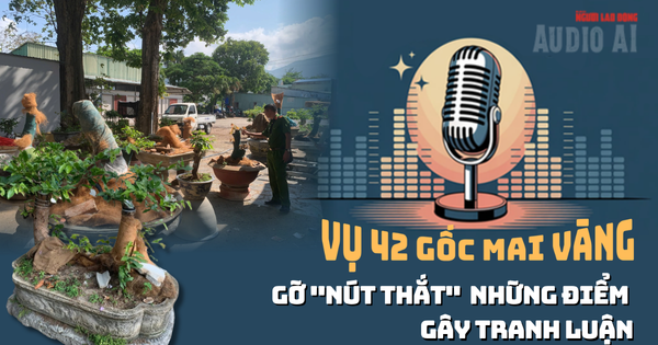 Audio AI: Gỡ nút thắt những điểm gây tranh luận vụ 42 gốc mai vàng “không giấy tờ” ở Côn Đảo