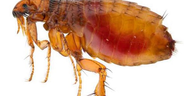 Sẩn ngứa do bọ chét gia tăng, nhiều ca có nuôi chó mèo